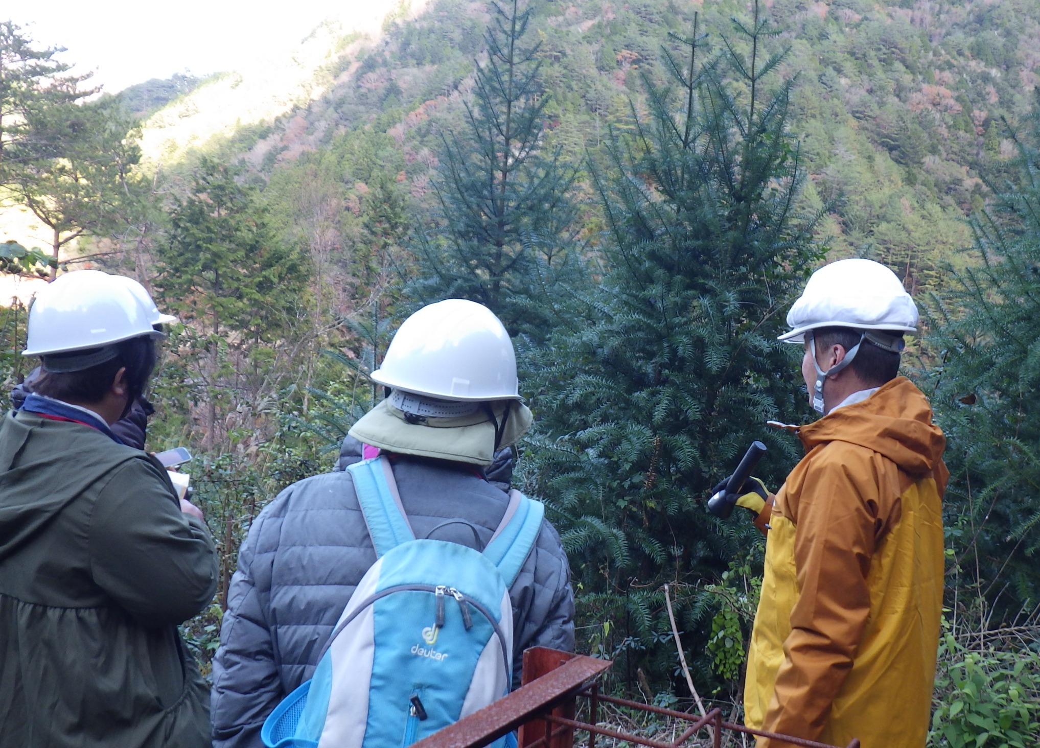 早生樹コウヨウザン見学の様子