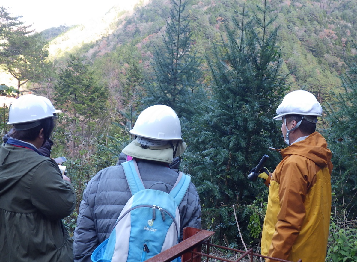 早生樹「コウヨウザン」を見学している様子