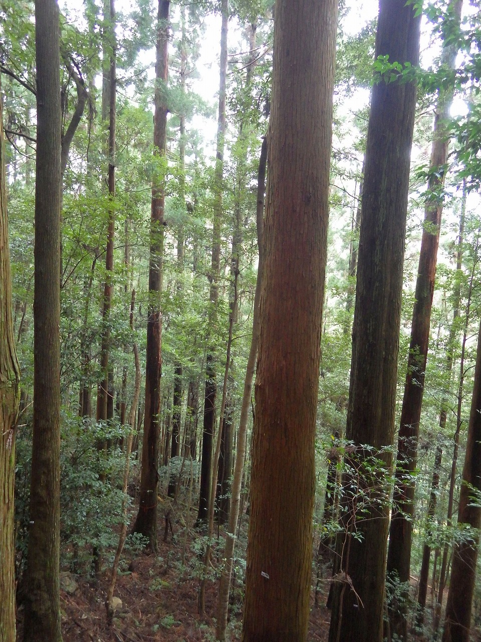 土ヶ尾山1042に