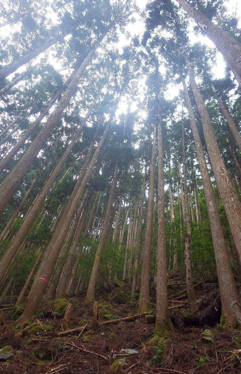 土ヶ尾山1042は