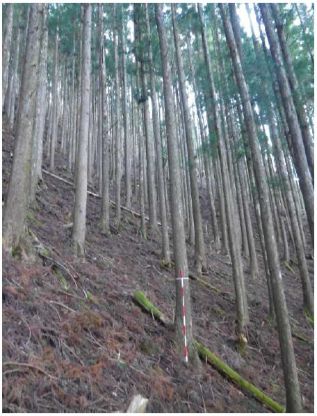 杉ノ熊山70い7_スギ林内