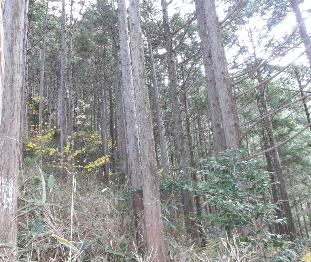 林内写真