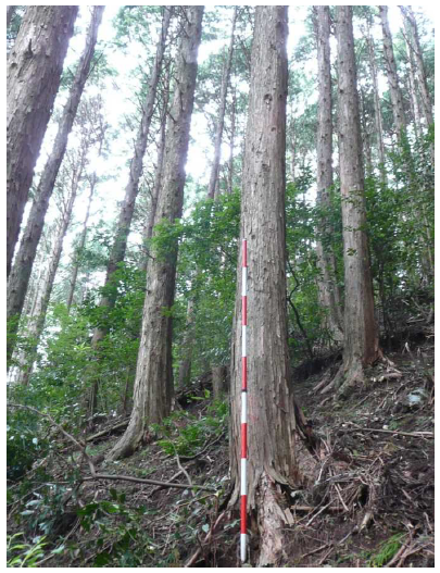 足川山95い_ヒノキ林内