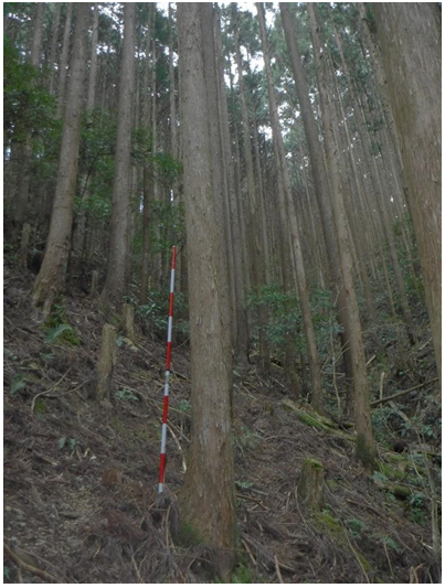 榎郷山1023へスギ