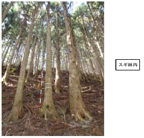 祖谷山12ろ・13い