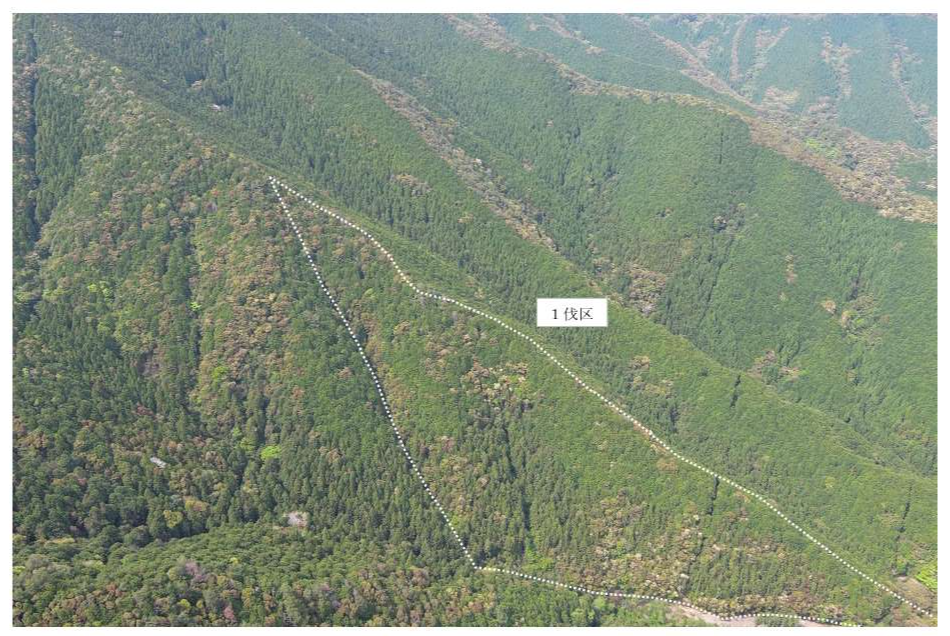 川奥山54に2（1伐区）ドローン撮影画像