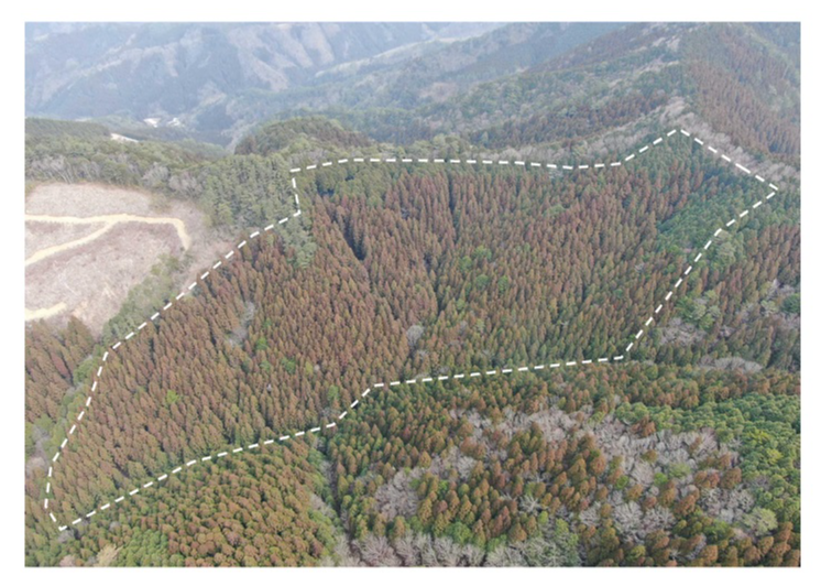 芹川山4191ろ2ドローン撮影画像