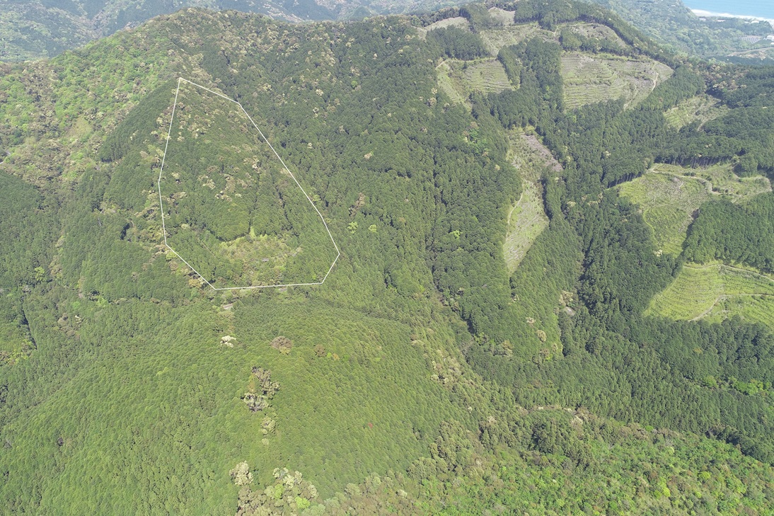 椎尾山1179は2伐区遠望写真