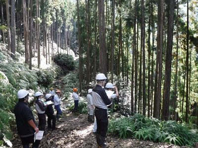 定性(点状)間伐