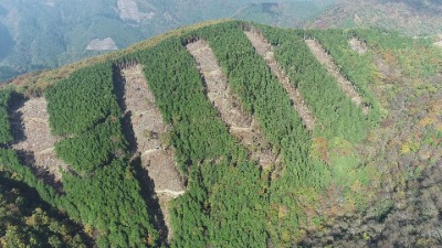 誘導伐実施箇所