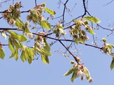 ブナ雄花4