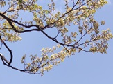 ブナ雄花5