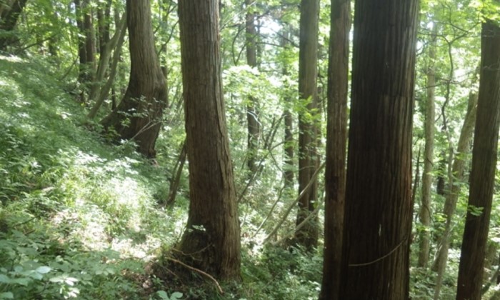 小掛山スギ希少個体群保護林