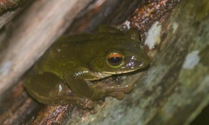 真昼岳モリアオガエル