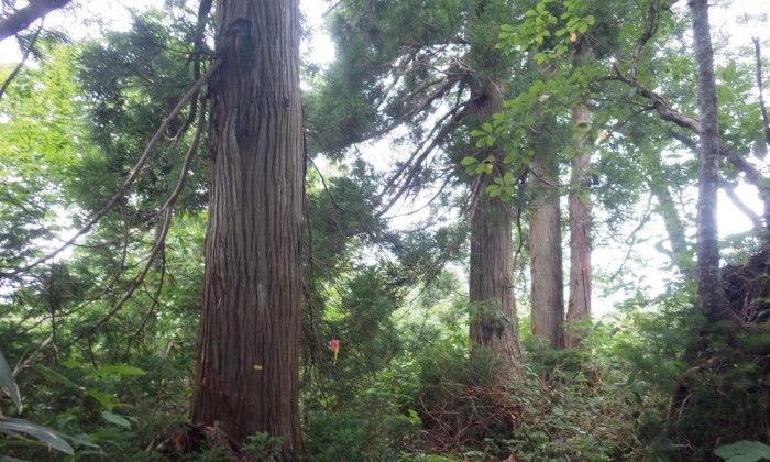 奥羽山脈北西部生物群集保護林