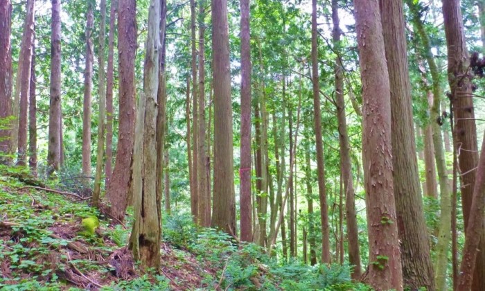 男助山鶯宿スギ