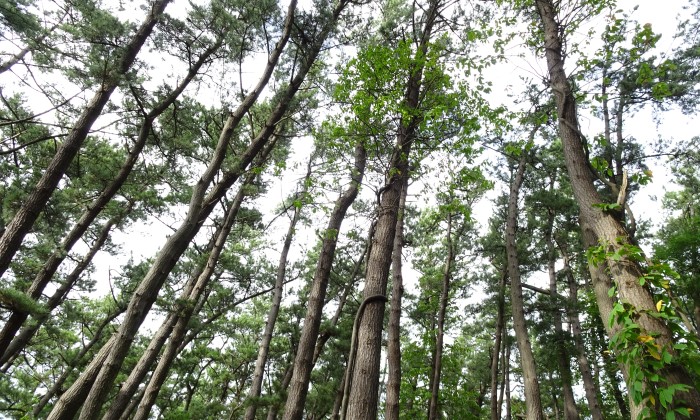 十三クロマツ遺伝資源希少個体群保護林