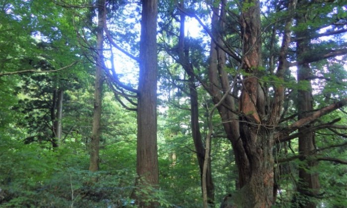 山の内スギ