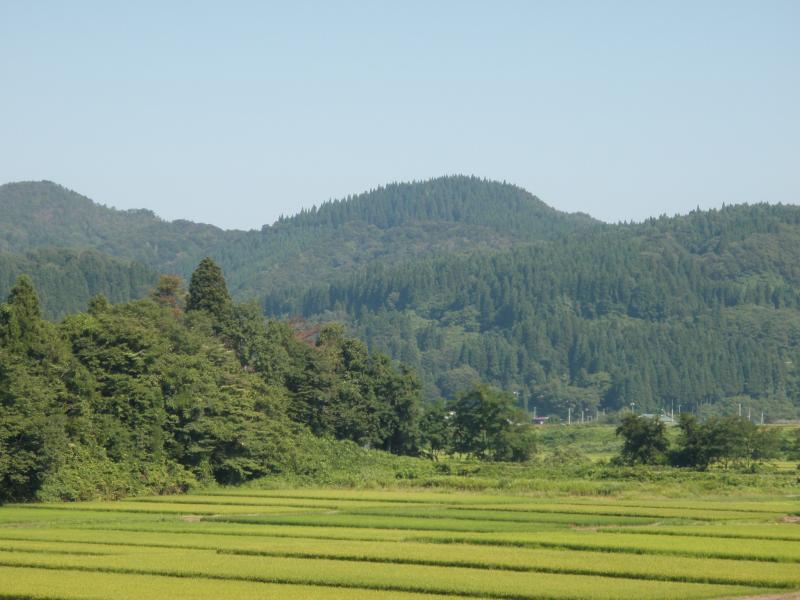 複層林施業指標林