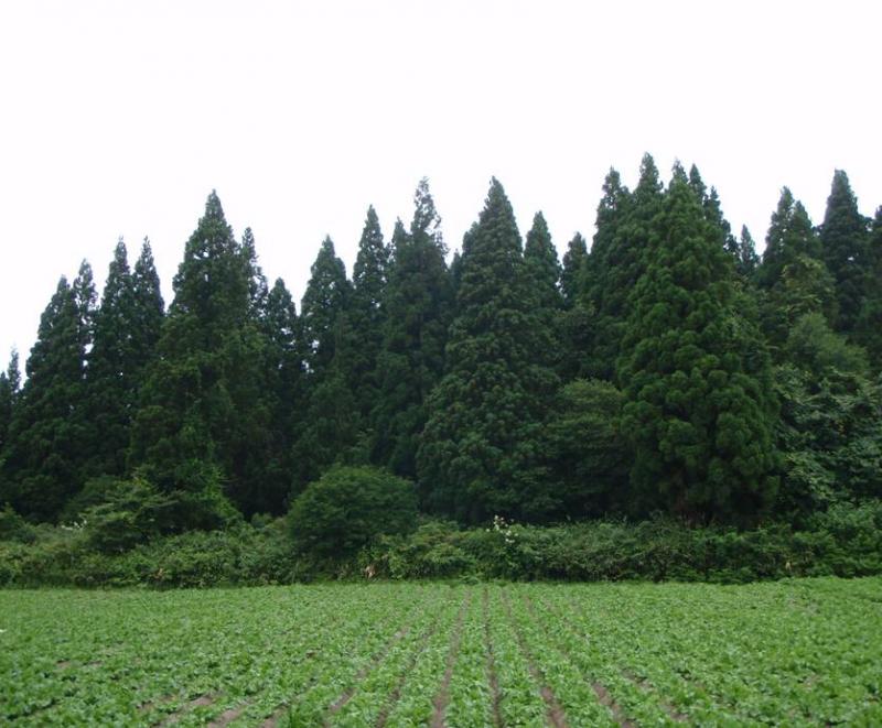 米代東部複層林