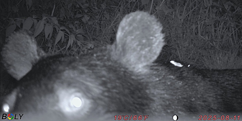 センサーカメラで撮影されたツキノワグマ