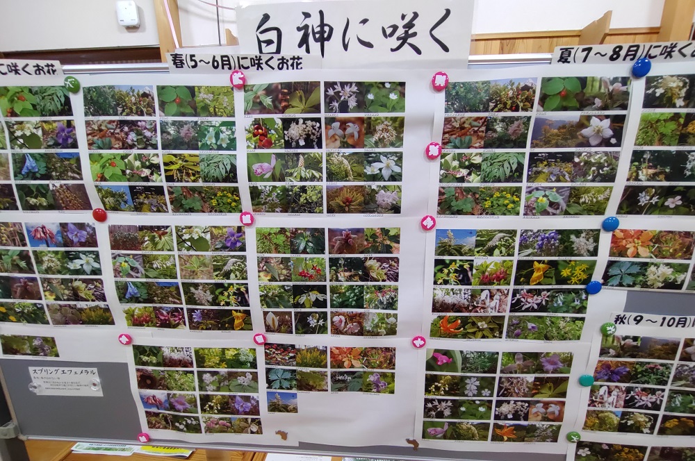 白神山地の動植物についての展示物