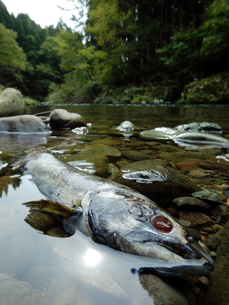 産卵を終え力尽きたサクラマス。死体は野生鳥獣の餌となり、河畔林の栄養分にもなる。(2020.10.9)