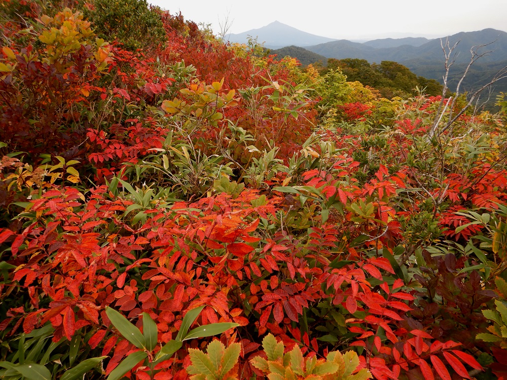 山頂直下のヤマウルシの紅葉越しに望む岩木山(2019.9.28)