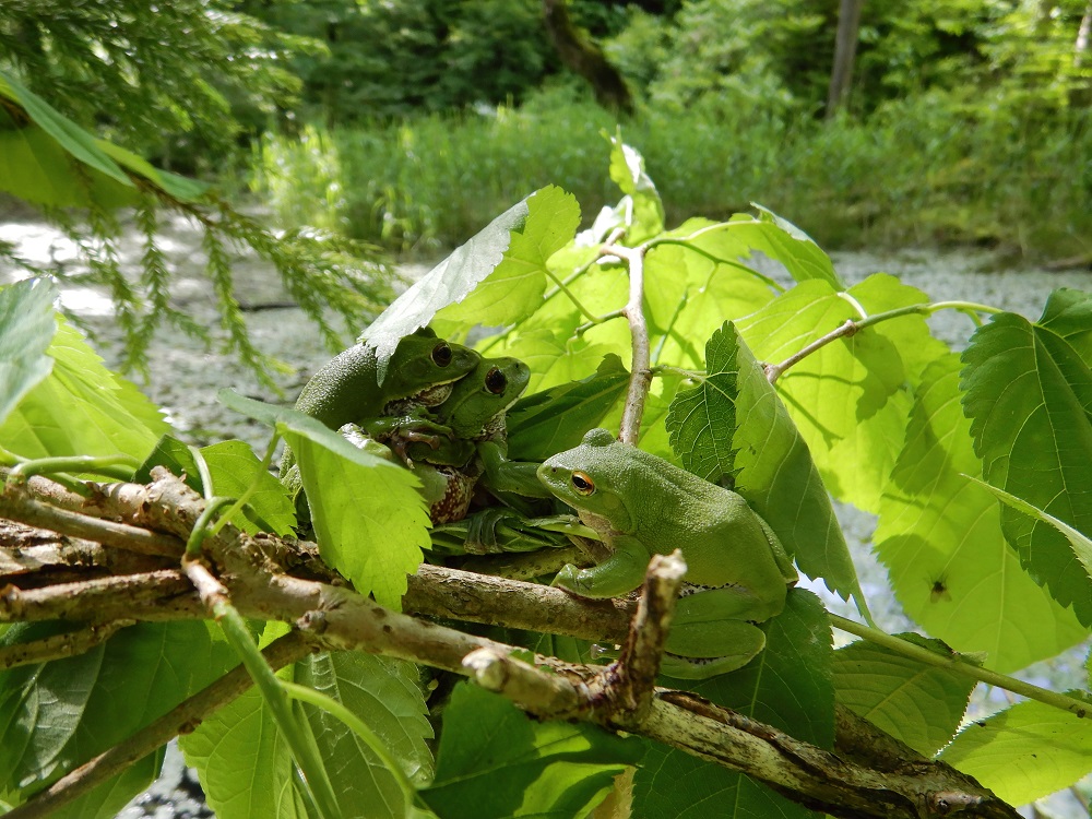 小岳に至る林道脇の池に産卵のために集まったモリアオガエル(2020.6.12)