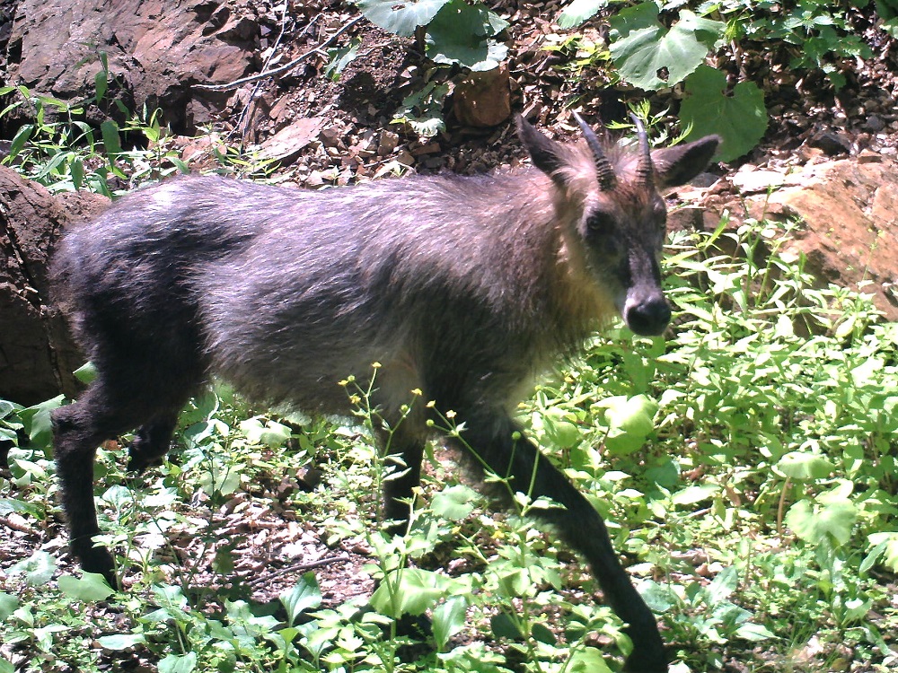 小岳山麓のセンサーカメラで撮影されたカモシカ。縄張りを巡回するため、同一と思われる個体がよく写る。(2018.7.14)