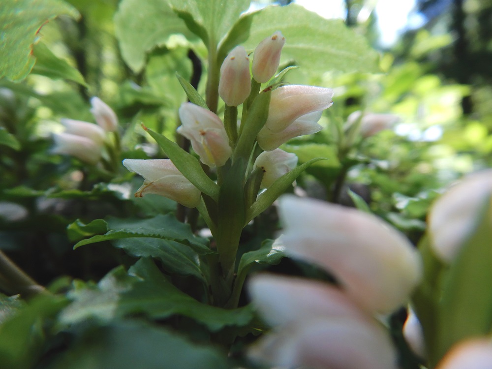 花弁の色を日の出前「曙」の空の色に見立てたアケボノシュスラン。晩夏の林床を曙色に染める。(2020.8.25)