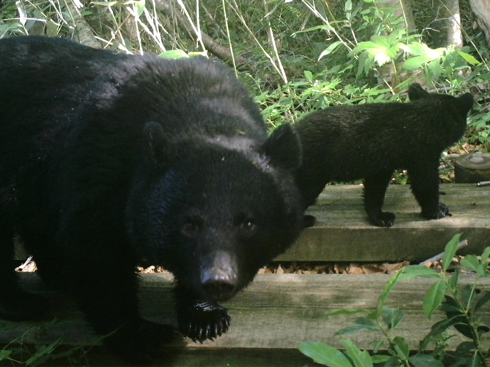 第2～第3湿原の間のセンサーカメラに写ったツキノワグマの親子。ヒト以外の哺乳類も歩きやすい木道を利用する。(2019.7.21)