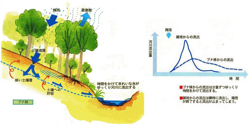 ブナ林水土保全の図・グラフ