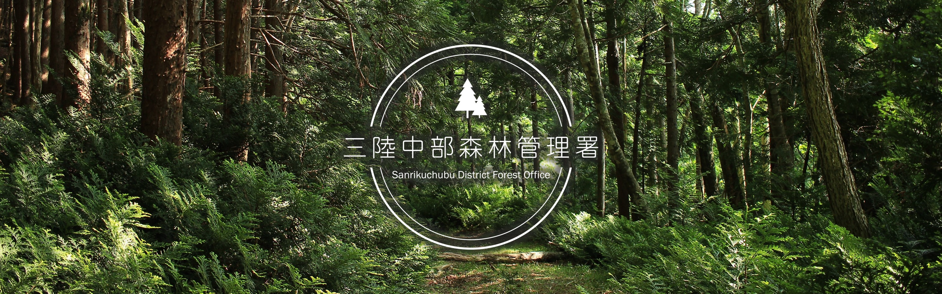 五葉山桧山口付近のヒバ林