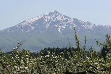 リンゴの花と岩木山