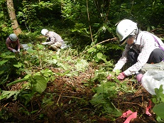 自然再生活動（植栽）